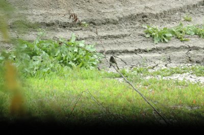 47NealsCooksFH 082blackphoebe.jpg