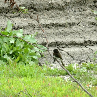 47NealsCooksFH 083blackphoebe.jpg