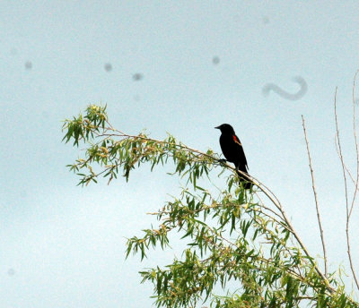 47NealsCooksFH 087redwingedblackbird.jpg
