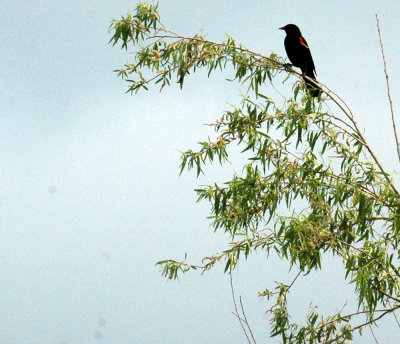47NealsCooksFH 087redwingedblackbird2.jpg