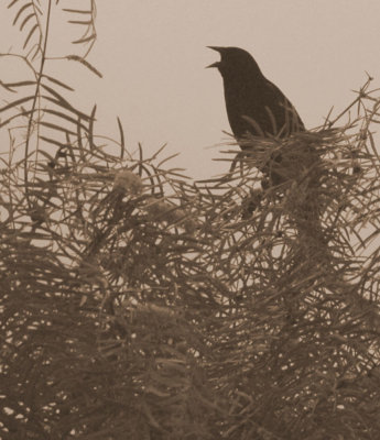 47NealsCooksFH 091redwingedblackbird.jpg