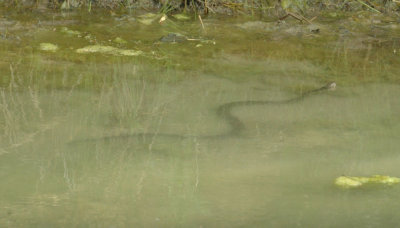47NealsCooksFH 095snake.jpg