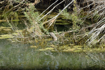 47NealsCooksFH 096diamonbackedwatersnake.jpg