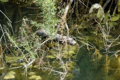 47NealsCooksFH 097diamondbackedwatersnake.jpg
