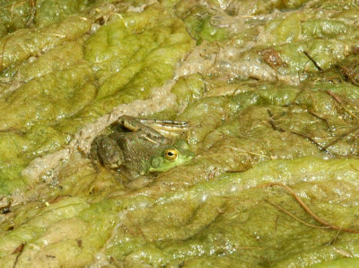 47NealsCooksFH 099greenFrog.jpg