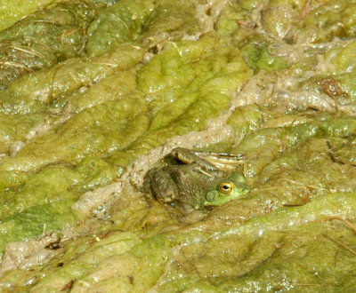 47NealsCooksFH 100greenFrog.jpg