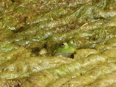 47NealsCooksFH 104greenFrog.jpg