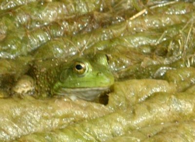 47NealsCooksFH 105greenfrog.jpg