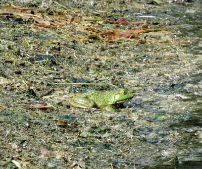 47NealsCooksFH 106GreenFrog.jpg