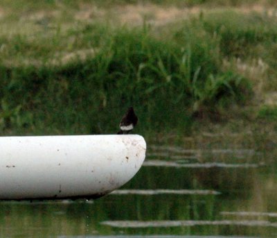 47NealsCooksFH 107blackphoebe.jpg