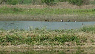 47NealsCooksFH 109waterfowl.jpg
