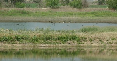47NealsCooksFH 110waterfowl.jpg
