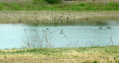 47NealsCooksFH 113waterfowl.jpg