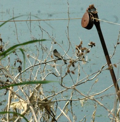 47NealsCooksFH 114blackphoebe.jpg