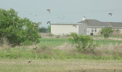 47NealsCooksFH 115waterfowl.jpg