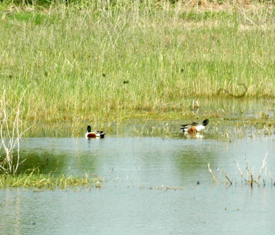 47NealsCooksFH 118northernShoveler.jpg