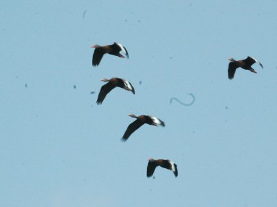 47NealsCooksFH 120blackbelliedwhistlingducks.jpg