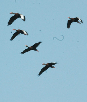47NealsCooksFH 121blkbellwhistlingducks.jpg