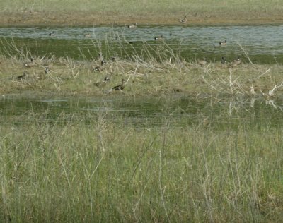 47NealsCooksFH 124waterfowl.jpg