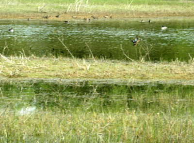 47NealsCooksFH 129waterfowl.jpg