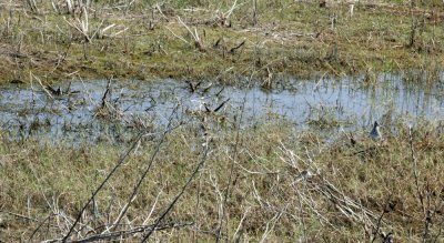 47NealsCooksFH 130waders.jpg