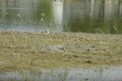 47NealsCooksFH 131waterfowl.jpg