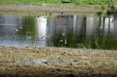 47NealsCooksFH 132waterfowl.jpg
