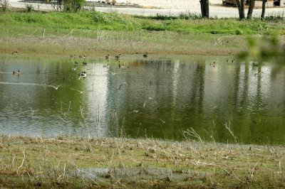 47NealsCooksFH 133waterfowl.jpg