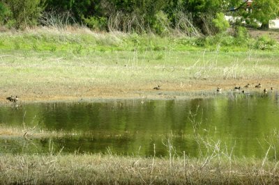 47NealsCooksFH 137waterfowl.jpg