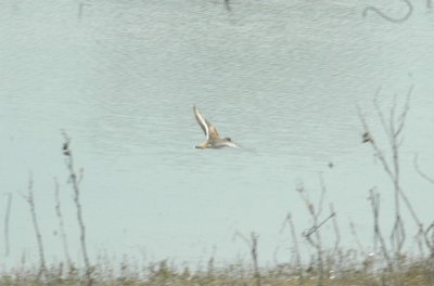 47NealsCooksFH 143killdeer.jpg