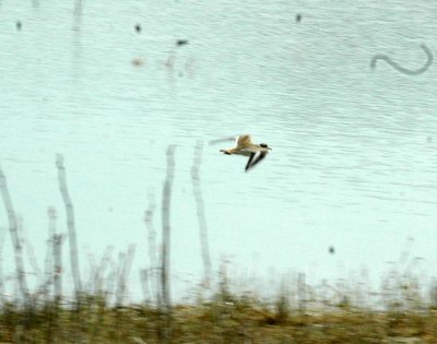 47NealsCooksFH 144killdeer.jpg