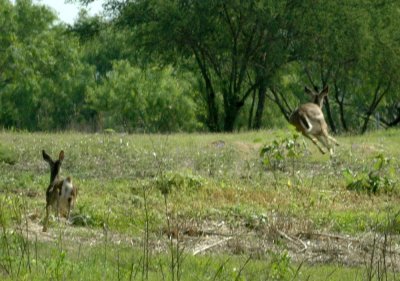 47NealsCooksFH 148whitetaileddeer.jpg