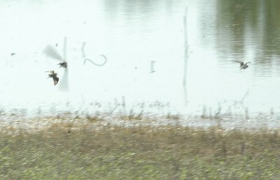 47NealsCooksFH 151leastsandpipers.jpg