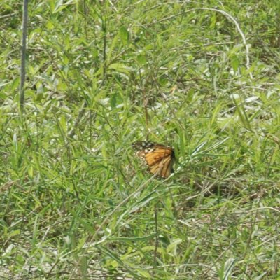 47NealsCooksFH 156monarch.jpg