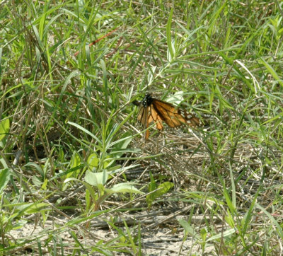 47NealsCooksFH 157monarch.jpg