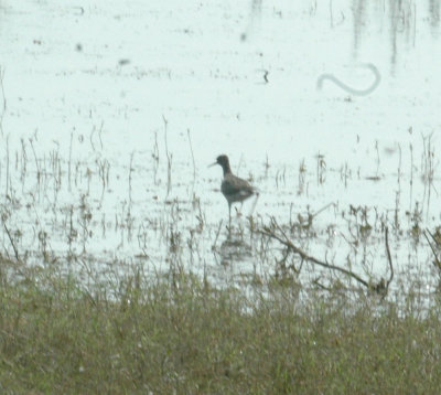 47NealsCooksFH 159lesseryellowlegs.jpg