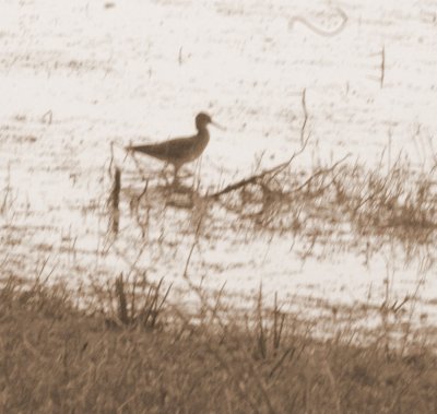 47NealsCooksFH 162lesseryellowlegs.jpg