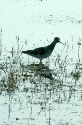 47NealsCooksFH 165lesseryellowlegs.jpg