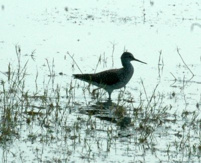 47NealsCooksFH 166lesseryellowlegs.jpg