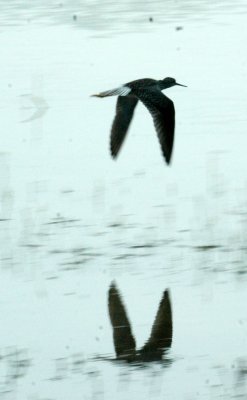 47NealsCooksFH 168lesserYellowlegs.jpg