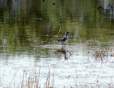 47NealsCooksFH 173lesseryellowlegs.jpg