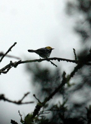 48Neals 074goldencheekedwarbler.jpg