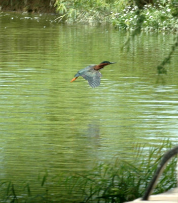 413NealsCooks 109greenHeron.jpg
