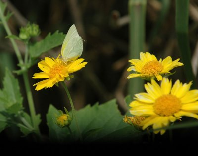 413NealsCooks 111lysidecowpendaisies.jpg