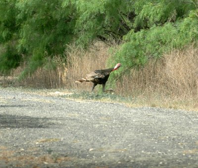 413NealsCooks 116wildturkey.jpg