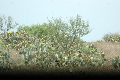 413NealsCooks 117cactusflowerCassins.jpg