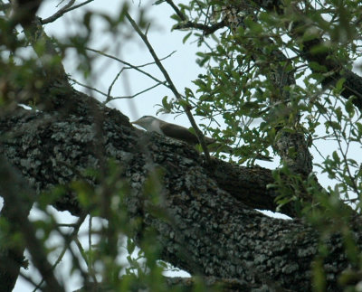 413NealsCooks 161yellowbilledcuckoo.jpg