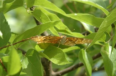 413NealsCooks 169variegatedfritillary.jpg