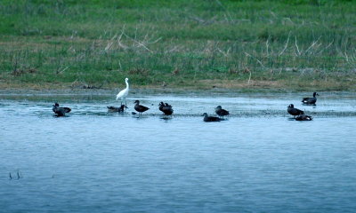 420nealsCooksFishH 145waterfowlFishHatchery.jpg