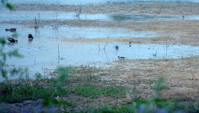 420nealsCooksFishH 138killdeer.jpg